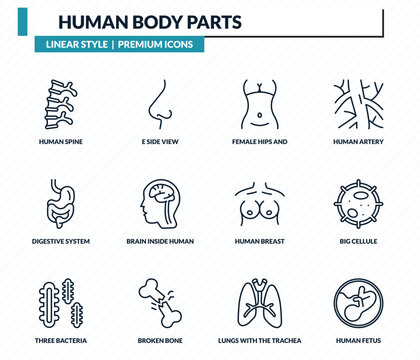 human body parts icons set - human spine, e side view, female hips and waist, big cellule, human fetus outline vector collection.