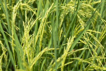 Obraz premium A green young seedling of rice in the field Waiting for the harvest, Nature background