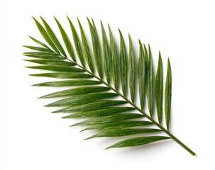 Obraz premium A single, bright green palm frond lays diagonally across a white background