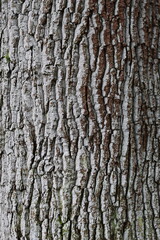 Obraz premium Close up of oak tree bark