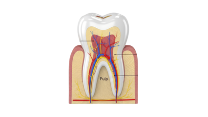 Anatomy-of-a-Human-Tooth-With-Labeled-Enamel-Dentin-Pulp-and-Periodontal-Ligament.png