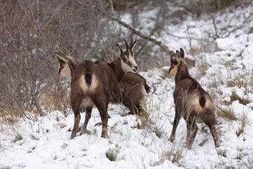 Obraz premium Chamois in the snow Italy