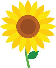 Sunflower with bright yellow petals on transparent background