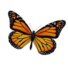 Fototapeta premium Orange and black butterfly in flight