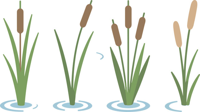 Swamp and Water Plants Vector Set &ndash; Reeds, Cattails, and Marsh Vegetation