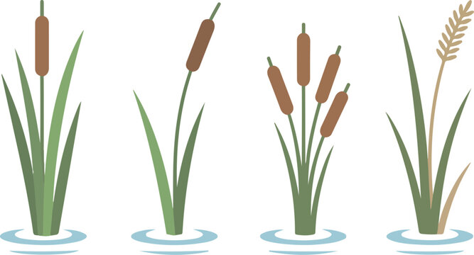 Swamp and Water Plants Vector Set &ndash; Reeds, Cattails, and Marsh Vegetation