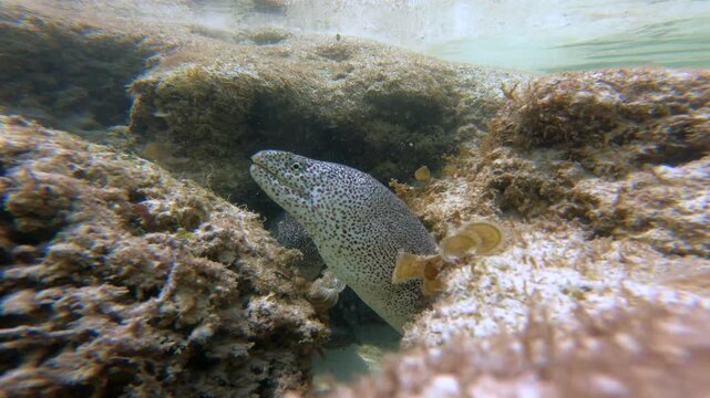Moray eels swimming underwater among the reefs.