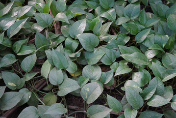 Lush green pothos plant leaves creating a dense, natural ground cover texture © Everyday Frame