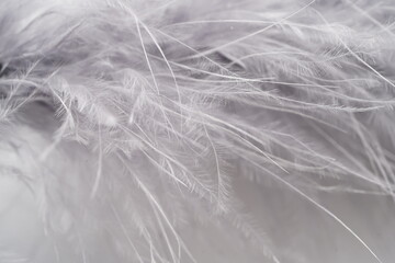 Obraz premium fur background