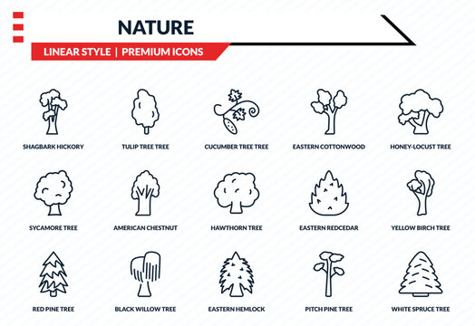 nature icons set - shagbark hickory tree, tulip tree tree, sycamore eastern hemlock white spruce outline vector collection.