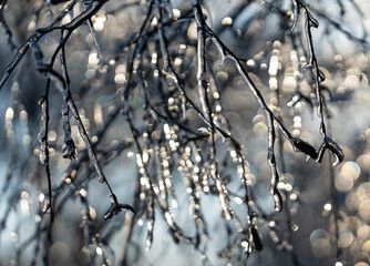difficult weather conditions. ice, trees frozen in ice glaze