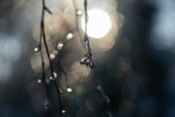 difficult weather conditions. ice, trees frozen in ice glaze