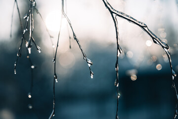 difficult weather conditions. ice, trees frozen in ice glaze