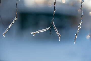 difficult weather conditions. ice, trees frozen in ice glaze
