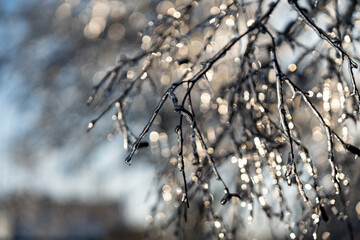 difficult weather conditions. ice, trees frozen in ice glaze
