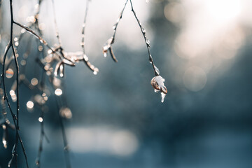 difficult weather conditions. ice, trees frozen in ice glaze