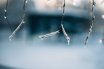 difficult weather conditions. ice, trees frozen in ice glaze