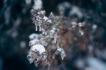 difficult weather conditions. ice, trees frozen in ice glaze