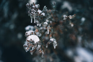 difficult weather conditions. ice, trees frozen in ice glaze