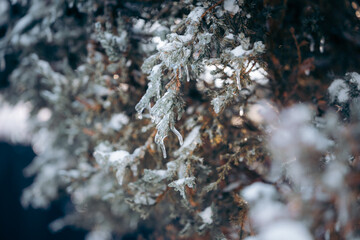 difficult weather conditions. ice, trees frozen in ice glaze