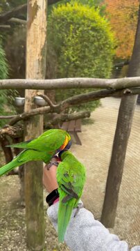 Visitors experience lively outdoor bird encounters, People delight in engaging with vivid lorikeets during lively outdoor bird interactions