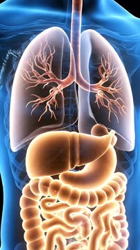 3D Render of Human Anatomy Internal Organ System Animation on Black Background for Medical Visualization and