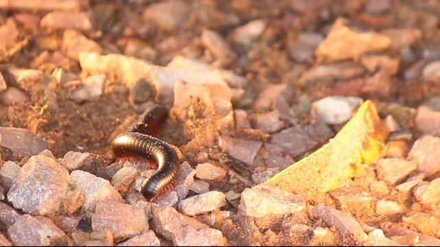 Giant African Millipede (Archispirostreptus gigas)  known as shongololo or Bongololo