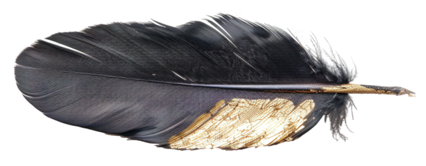 A feather is shown with a gold tip at one end. It is cut out and placed on a transparent background, highlighting its shape and texture without distractions from other elements