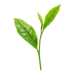 Obraz premium 茶葉 お茶の葉 イラスト リアル 