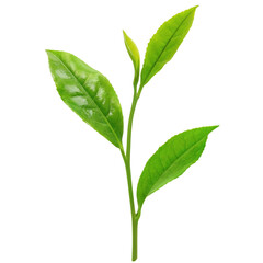 Obraz premium 茶葉 お茶の葉 イラスト リアル 