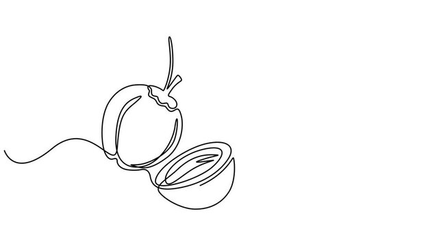 Continuous one line drawing of a coconut drink with straw, single line vector art 4k animation video, Coconut simple vector line illustration. Single line art drawing, Coconut continuous one line draw