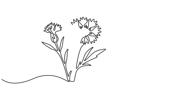 Animated self drawing of continuous line draw beauty fresh centaurea cyanus. Decorative cornflower concept for invitation card. Full length single line animation. centaurea cyanus for home decor wall.