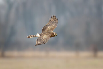 Fototapeta premium Adult female hen harrier (Circus cyaneus) in flight. Isonzo river mouth nature reserve Isola della Cona, Gorizia province, Staranzano, Friuli Venezia Giulia, Italy. 