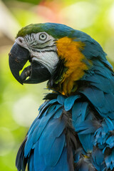 Obraz premium blue and yellow macaw gets a close up in the tropical rain forest