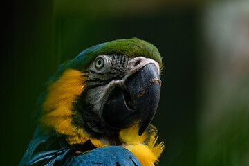blue and yellow macaw gets a close up in the tropical rain forest