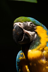 blue and yellow macaw gets a close up in the tropical rain forest