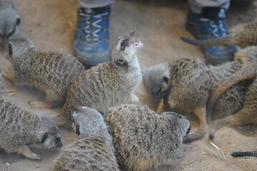 Fototapeta premium that meerkat has something to say