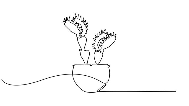 venus flytraps in pot animation continuous one line drawing, Animated self drawing of continuous line draw scary fresh venus flytrap for garden logo. Decorative of dionaea muscipula concept, Full clip