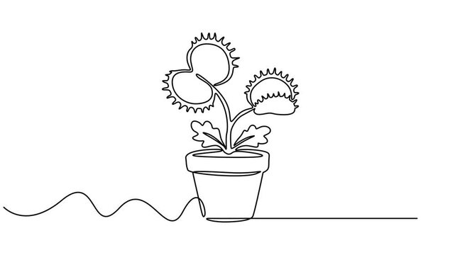 venus flytraps in pot animation continuous one line drawing, Animated self drawing of continuous line draw scary fresh venus flytrap for garden logo. Decorative of dionaea muscipula concept, Full clip