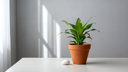Fototapeta premium A potted plant on a white table with natural light and shadows from a window