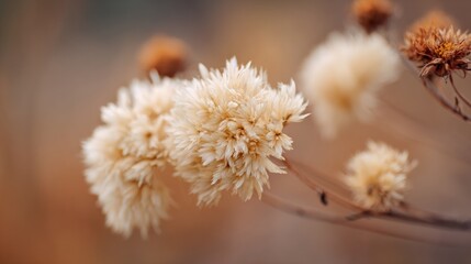 Ethereal close-up of delicate dried fluffy seed heads against a soft, blurred background in warm, earthy tones, natural texture.