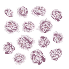 Clip art set Collection of delicate peony flowers © Anna Shelestova