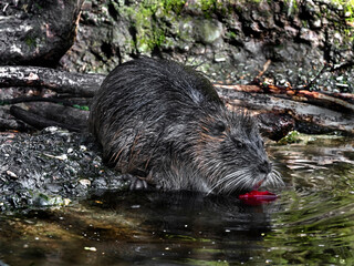 Fototapete bei efototapeten.de bestellen   