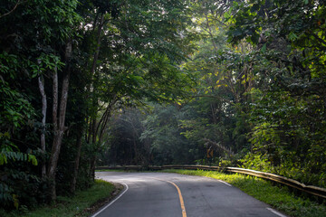 Obraz premium Winding Road Through Dense Green Forest in Natural Light