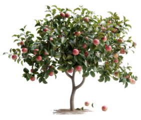 A tree stands tall with lush green leaves and a variety of apples. Some apples hang from the branches while others are scattered on the ground, all set against a clear background