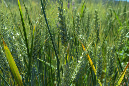 champ de c&eacute;r&eacute;ales