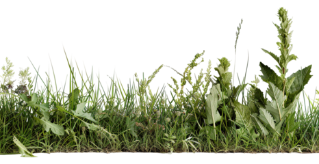 Meadow grass features various blades and weeds cut out and placed on a transparent background, suitable for design projects and artwork in various contexts