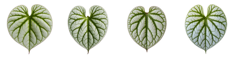 Obraz premium Set For green leaves with intricate vein patterns isolated on transparent background