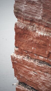 Dramatic seabird cliffs of Helgoland packed with nesting gannets and guillemots above the North Sea, vibrant red rock ideal for wildlife editorials.