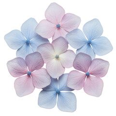 Individual Hydrangea Flower Petals